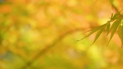 bright yellow colors of japanese maple trees during autumn season