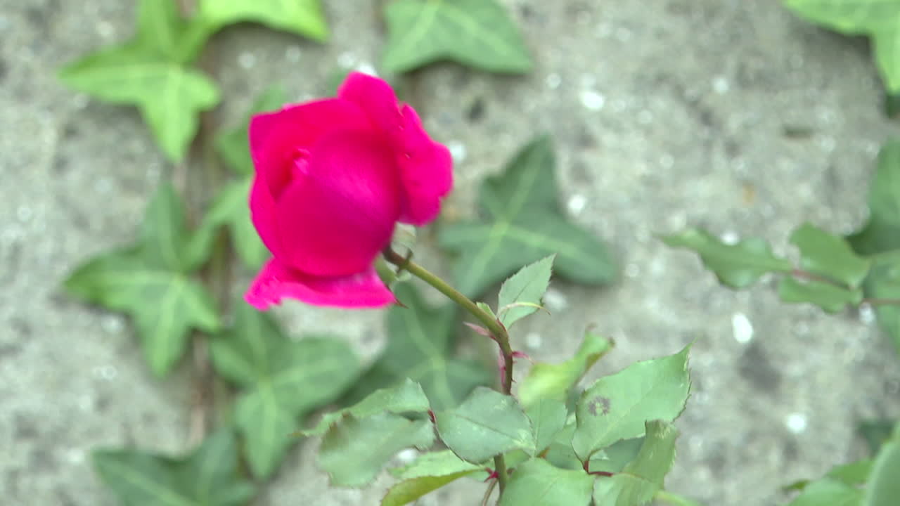 Pink Rose on a Concrete Wall