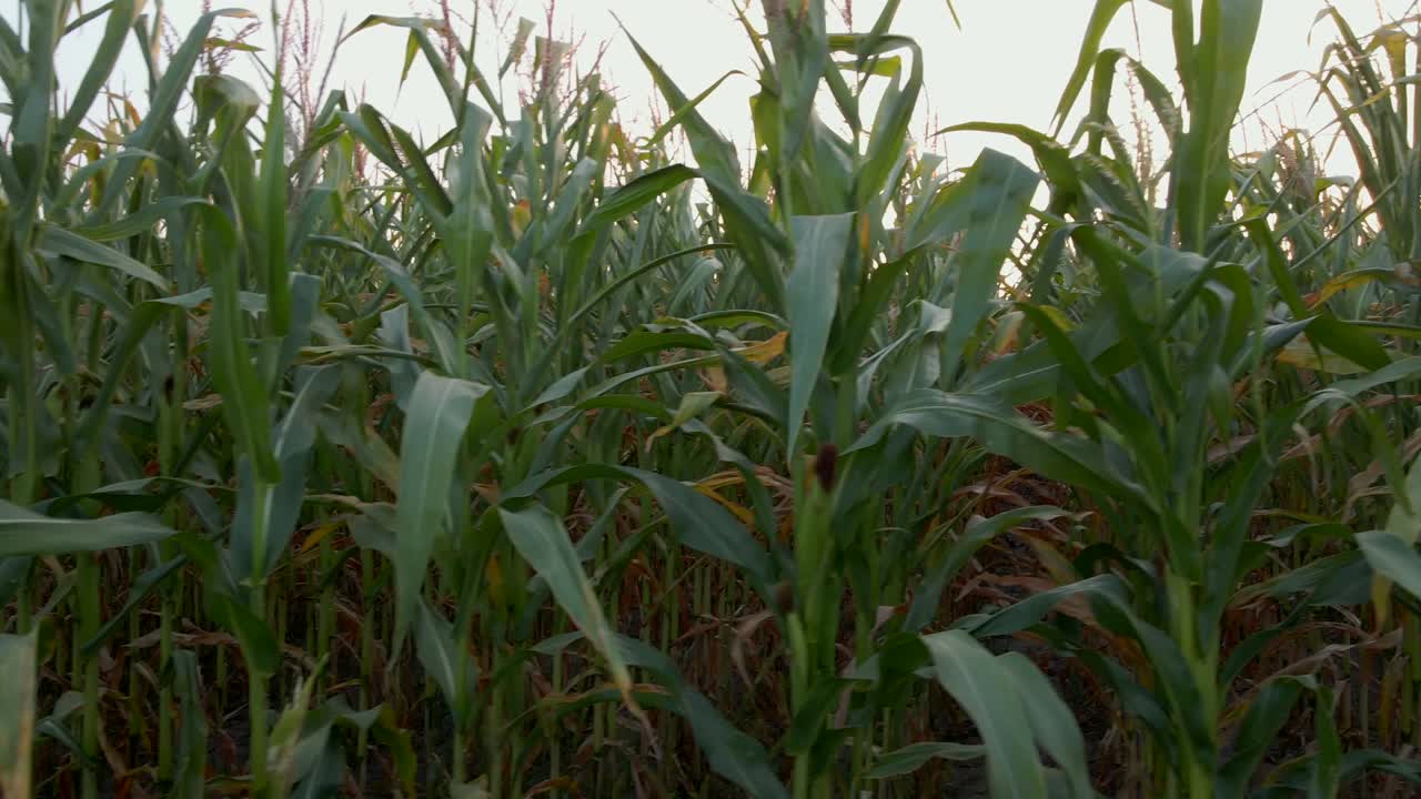 extremo primer plano de un avión no tripulado de un campo de maíz verde al atardecer de verano