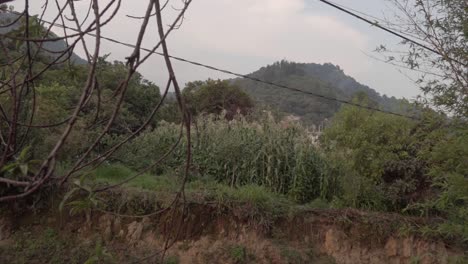 un pequeño campo de maíz cultivado en la naturaleza en una ligera pendiente