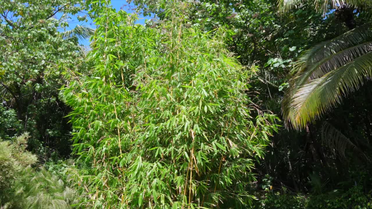 Un gruppo di grandi bambù alti ai tropici in un giardino curato con prato rasato
