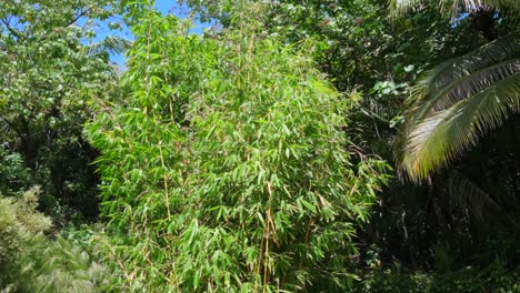 clump of large tall bamboo in the tropics in a maintained garden with mowed grass