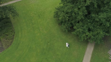 aerial of young wedding couple in a park in front of huge tree holding hands and kissing
