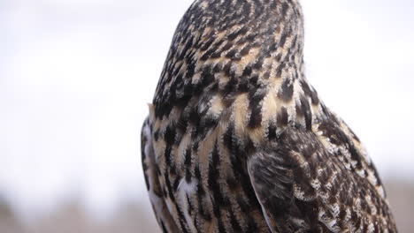 majestic eagle owl turning head all the way around slow motion