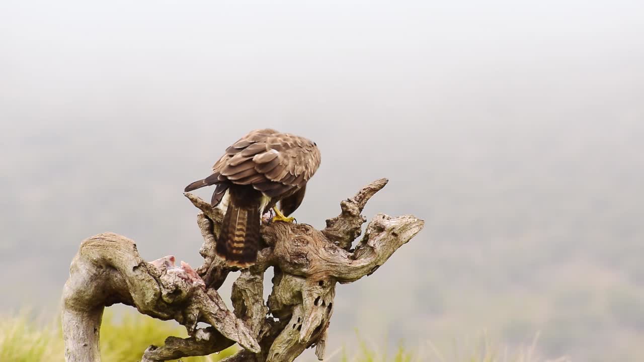 buteo buteo sentado en el tronco del árbol y comiendo presa