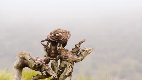 Buteo-Buteo-Sitzt-Auf-Einem-Baumstamm-Und-Frisst-Beute