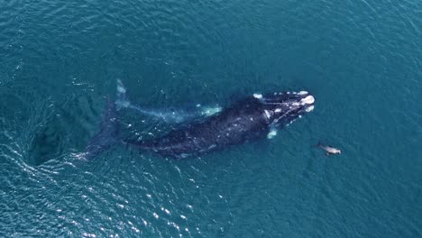 family of beautiful southern right whales playing with a sea lion in the patagonian sea -top view