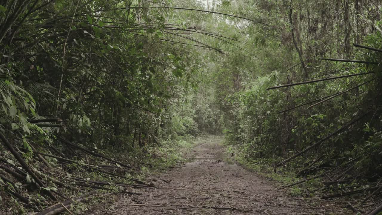 트레일 레인포레스트 브라질 4k