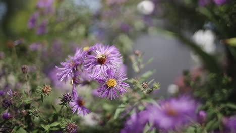 polinizador de abejas en una flor púrpura en un día soleado