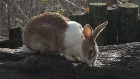 un conejo joven curioso en la granja