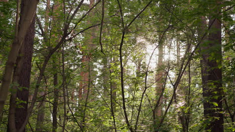 sun rays break through trees in forest. beauty of nature and tracking wild environment. walk in fresh air and positive energy while spending time in nature