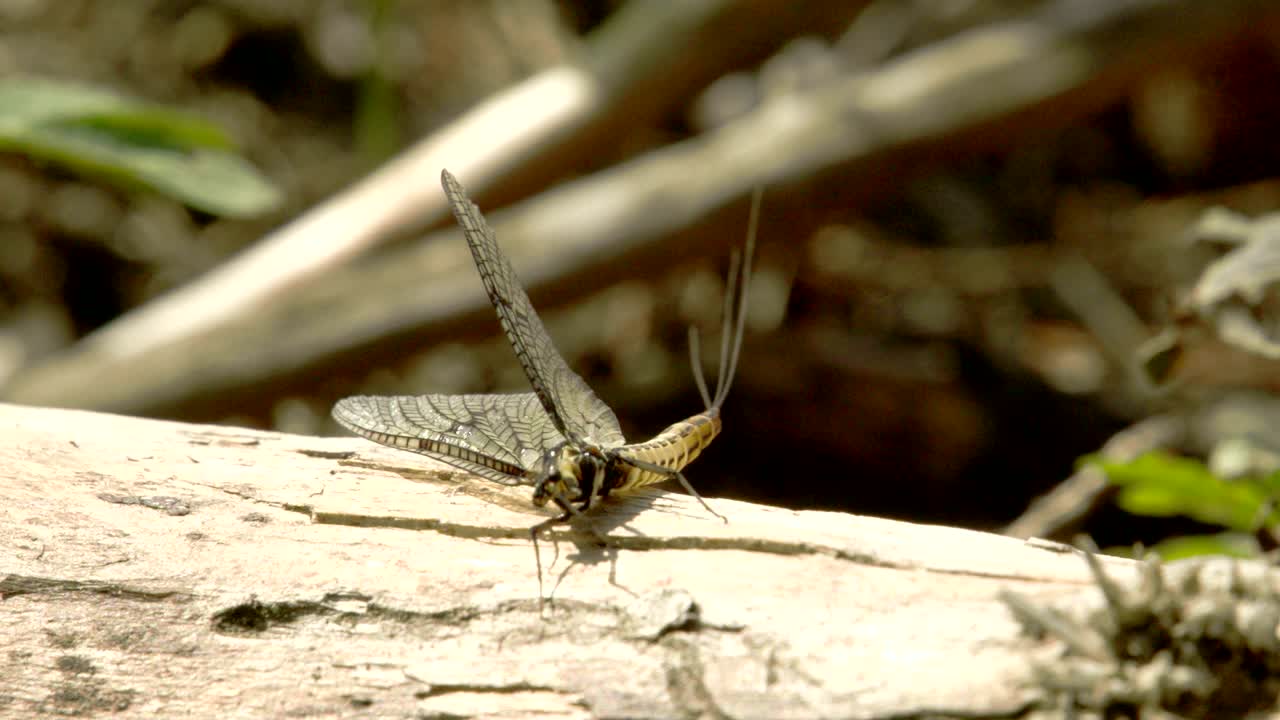 una mariposa acostada en la madera 4k fs700 odyssey 7q