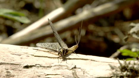 a butterfly lying on the wood 4k fs700 odyssey 7q