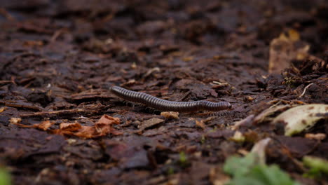 medium shot of brown blunt-tailed snake millipede crawling on forest floor leaves