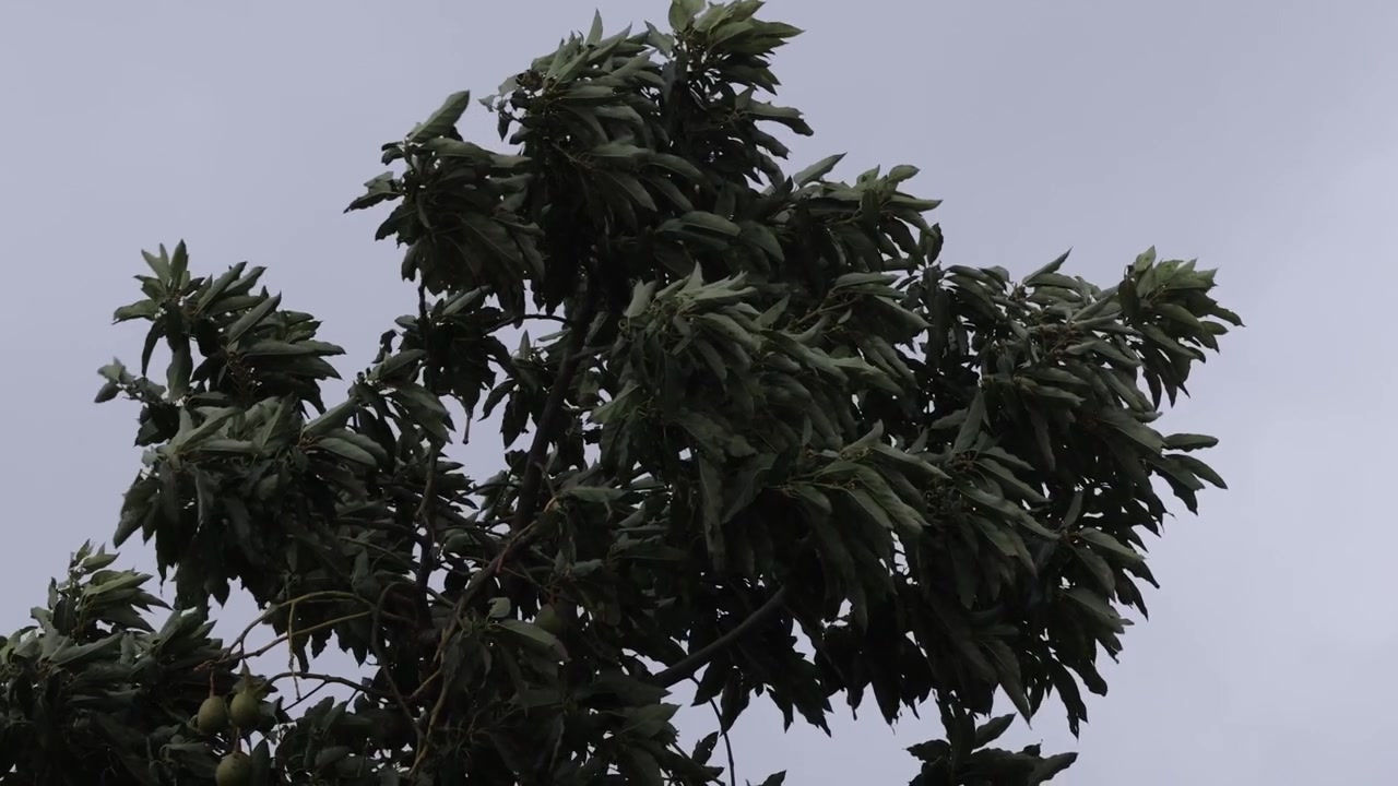 Alberi da frutto che si agitano nel vento durante una forte tempesta al rallentatore