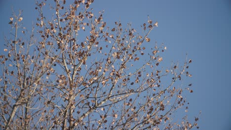 Pájaros-En-El-árbol-Del-Condado-De-Boulder,-Vida-Silvestre-De-Colorado-En-Los-árboles