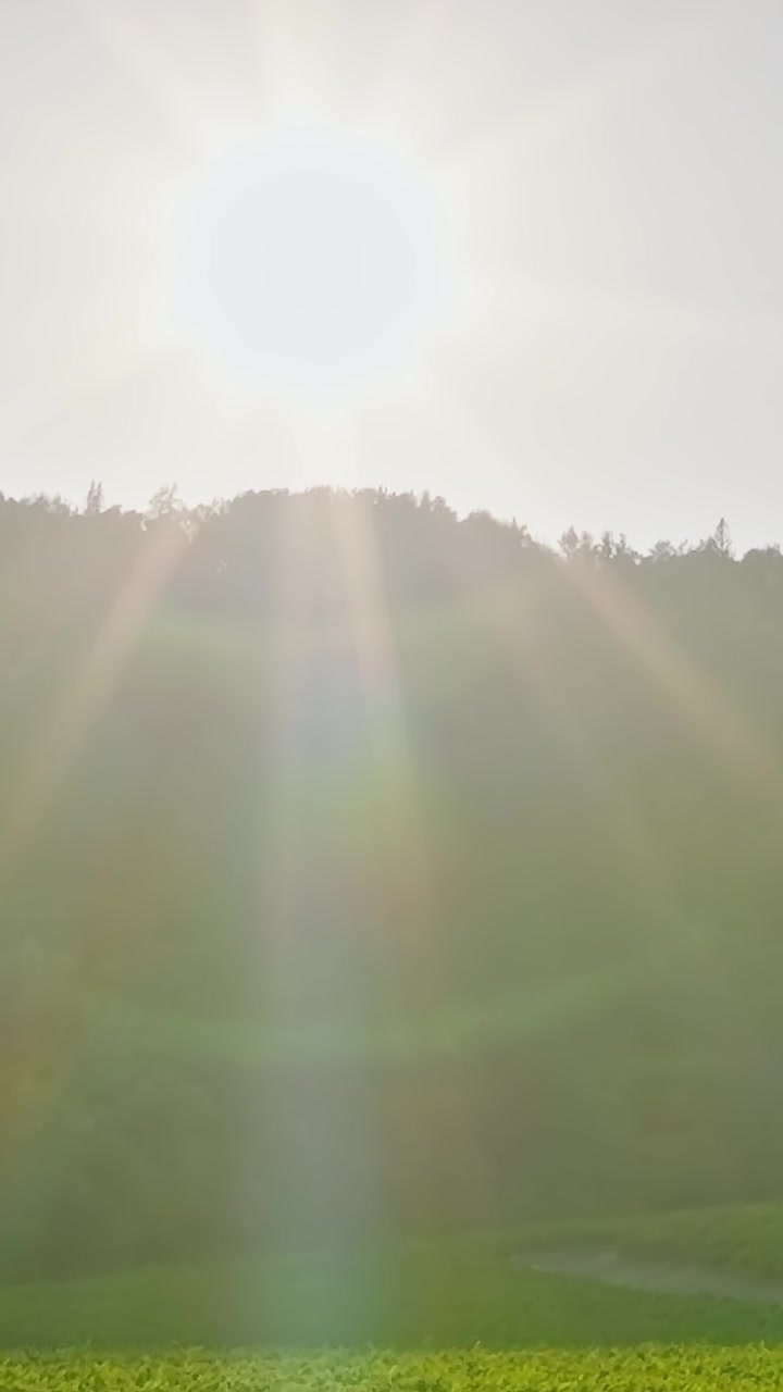 Aurinko paistaa viinitarhojen yllä Napa Valleyn laaksossa, Kaliforniassa päiväsaikaan