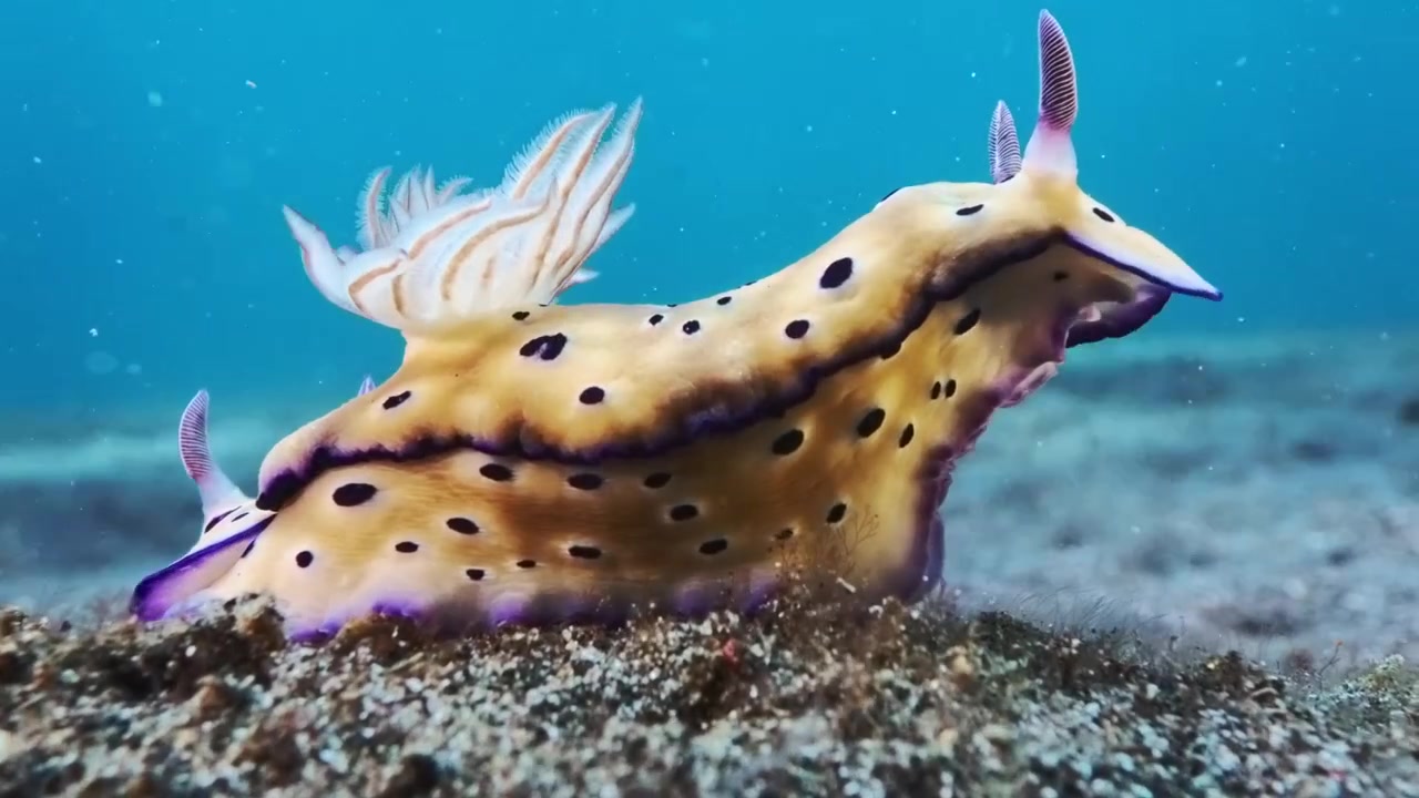 Video subacqueo 4K ad alta risoluzione che cattura un vivace mollusco gasteropode nudibranco che scivola dolcemente attraverso i pendii di sabbia scura vulcanica dello Stretto di Lembeh, Indonesia