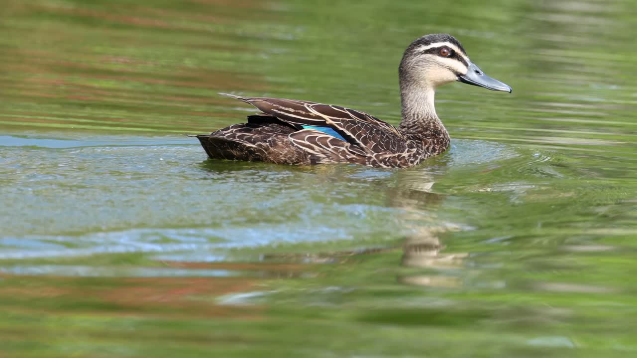 Un'anatra scivola con grazia e schizza su uno stagno sereno, mettendo in mostra il suo piumaggio vivace.