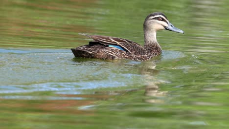 A duck gracefully glides and splashes across a serene pond, showcasing its vibrant plumage.