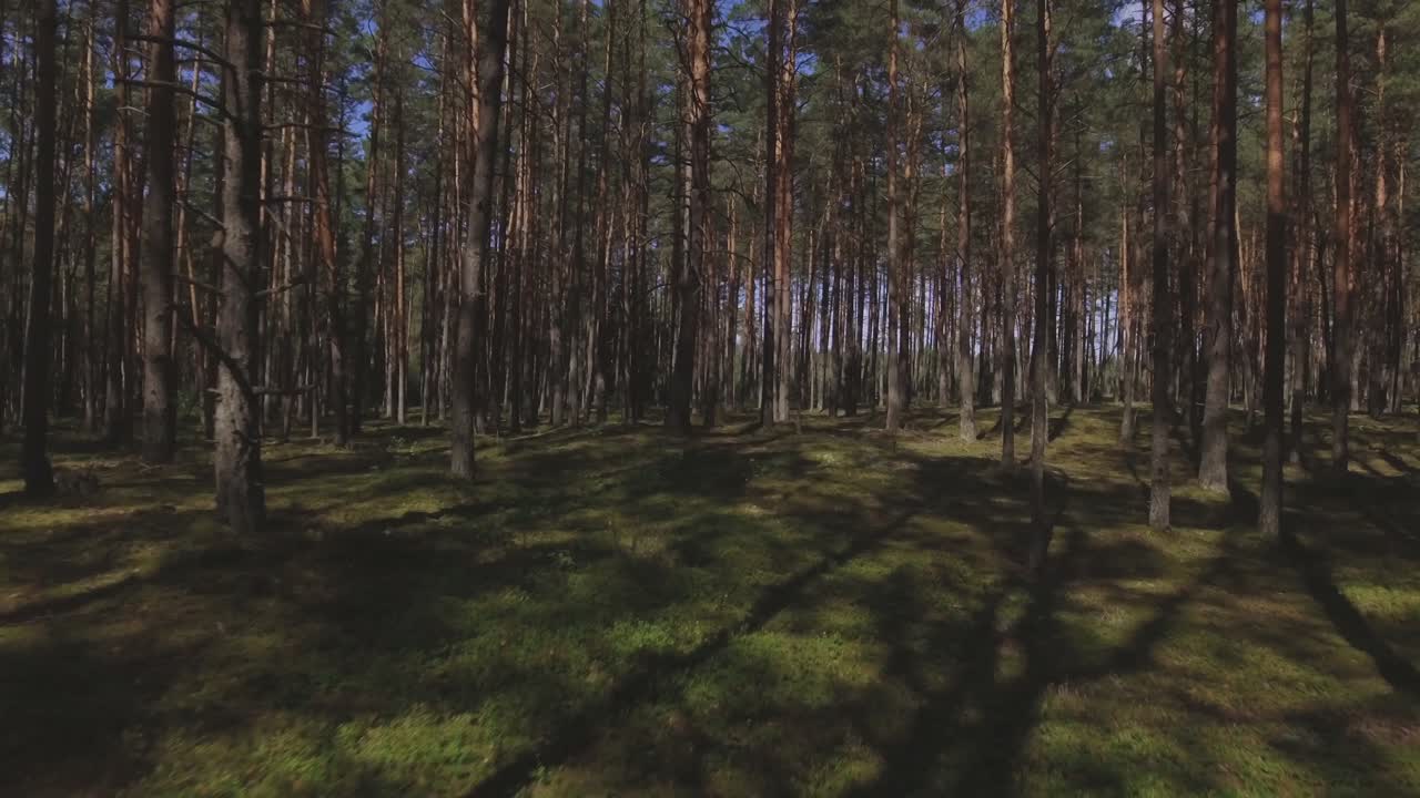 Floresta Conífera Musgosa em um Dia Ensolarado de Verão