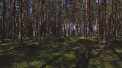 Moosiger-Nadelwald-An-Einem-Sonnigen-Sommertag