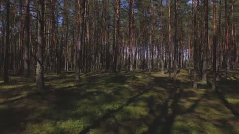 mossy coniferous forest on a sunny summer day