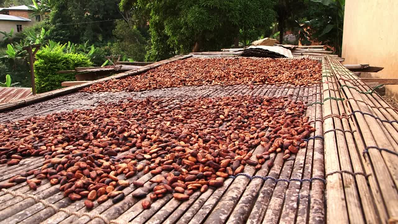 Granos de cacao secándose al sol sobre esteras de bambú elevadas en una granja rural de Ghana, mostrando el procesamiento tradicional post-cosecha para la producción de chocolate.