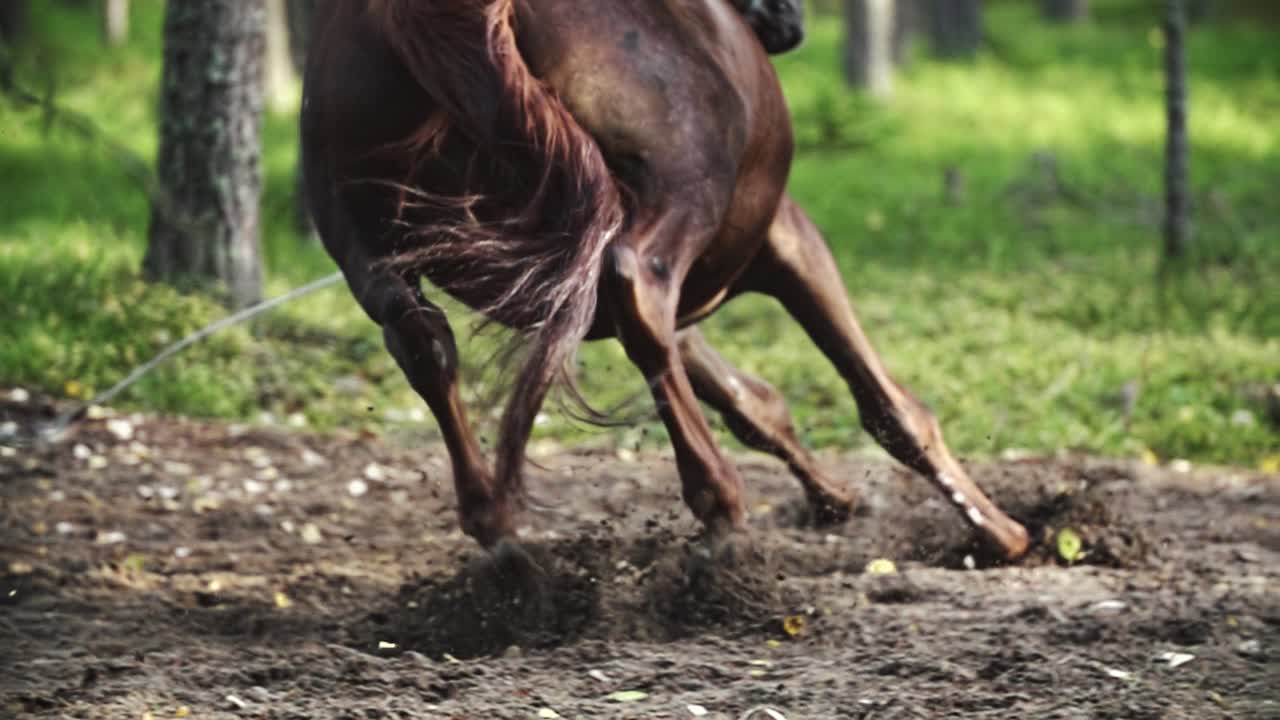 Hest, der løber kraftfuldt i en skov med jord, der flyver op under hovene.