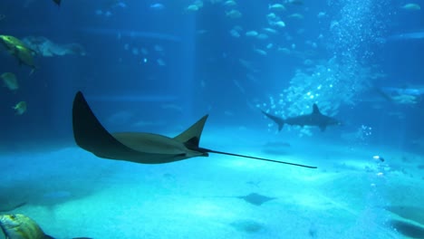 stingrays and fish swimming in a large aquarium