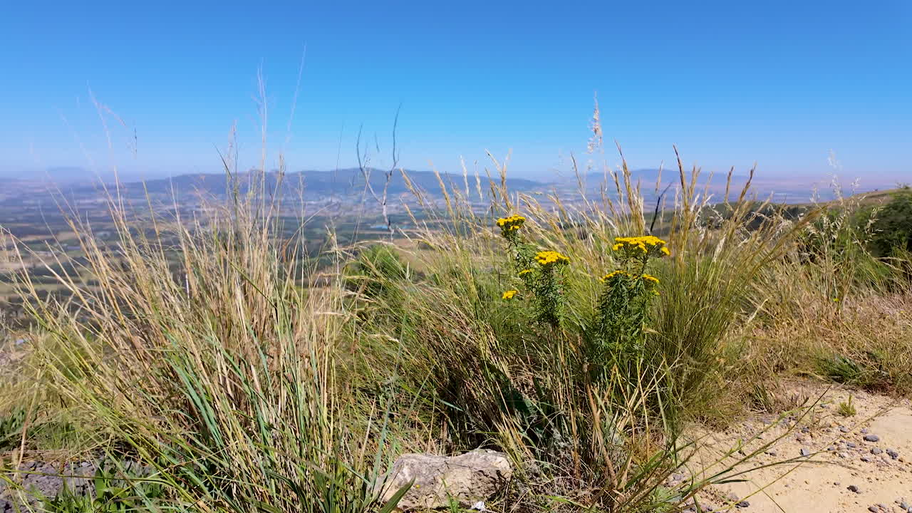 A beautiful shot of mountain fynbos on Du Toit's Kloof, towards the Northern Cape of South Africa