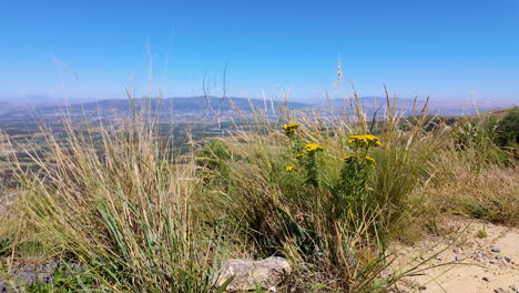 A-beautiful-shot-of-mountain-fynbos-on-Du-Toit's-Kloof,-towards-the-Northern-Cape-of-South-Africa