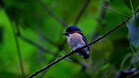 Facing-to-the-left-moving-its-head-as-this-male-fledgling-waits-for-its-parents-to-feed,-Banded-Kingfisher-Lacedo-pulchella,-Thailand