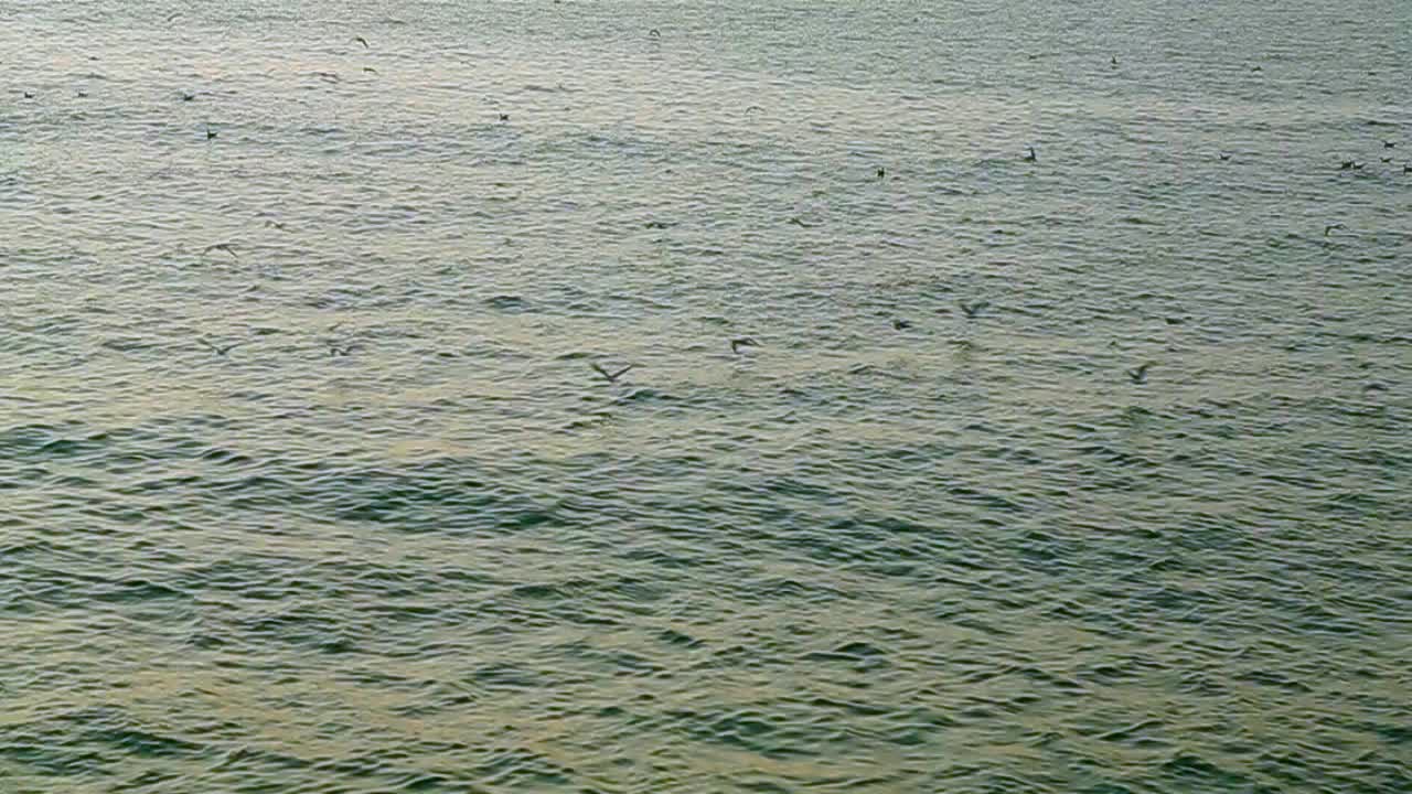 바다를 나는 새들