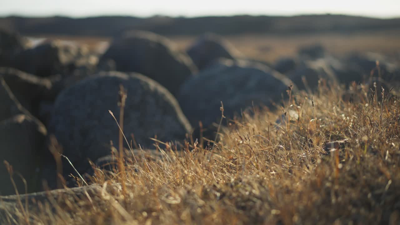 Dried up tundra plants in the canadin arctic
