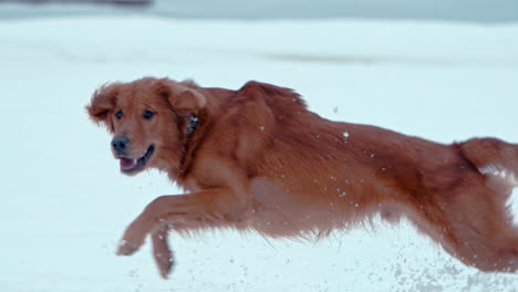 Golden-Retriever-Corriendo-A-Través-De-La-Nieve-En-Polvo-Profunda-En-Un-Parque-De-Invierno