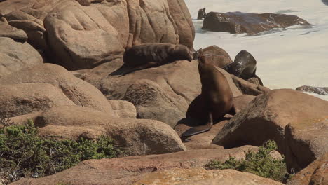 focas en la costa en colonia