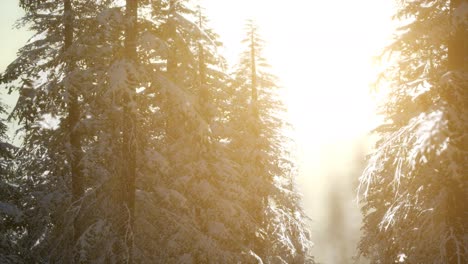 Herrliche-Weihnachtsszene-Im-Bergwald.-Bunter-Wintersonnenaufgang