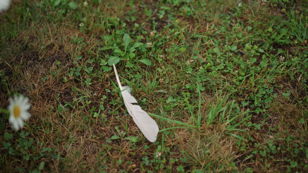 Weiße Feder auf grünem Gras Nahaufnahme, weiche Feder ruht zwischen Klee und Gänseblümchen, geringe Schärfentiefe, gedämpftes Sommerlicht, ruhige, nachdenkliche Stimmung, zarte Textur mit leichter Windbewegung