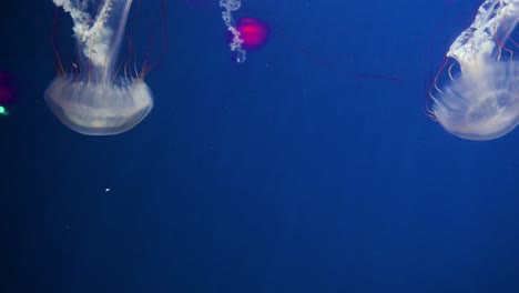 Las-Medusas-Melena-De-León-Nadan-En-Un-Tanque-De-Exhibición-En-El-Parque-Temático-De-Diversiones-Y-Animales-Ocean-Park-En-Hong-Kong