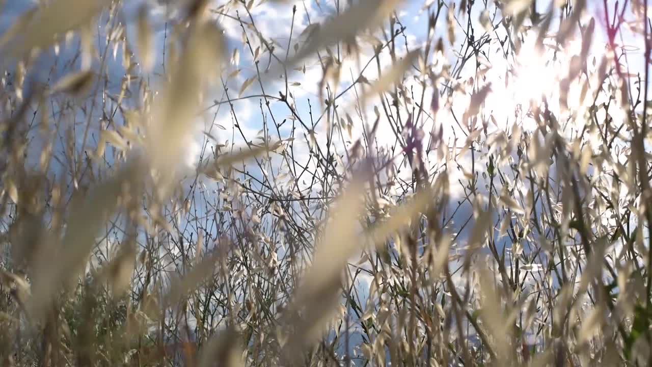 잎의 가지를 통해 오는 빛