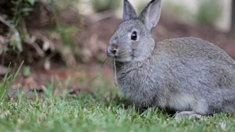 un conejo mascota se alimenta afuera en el césped