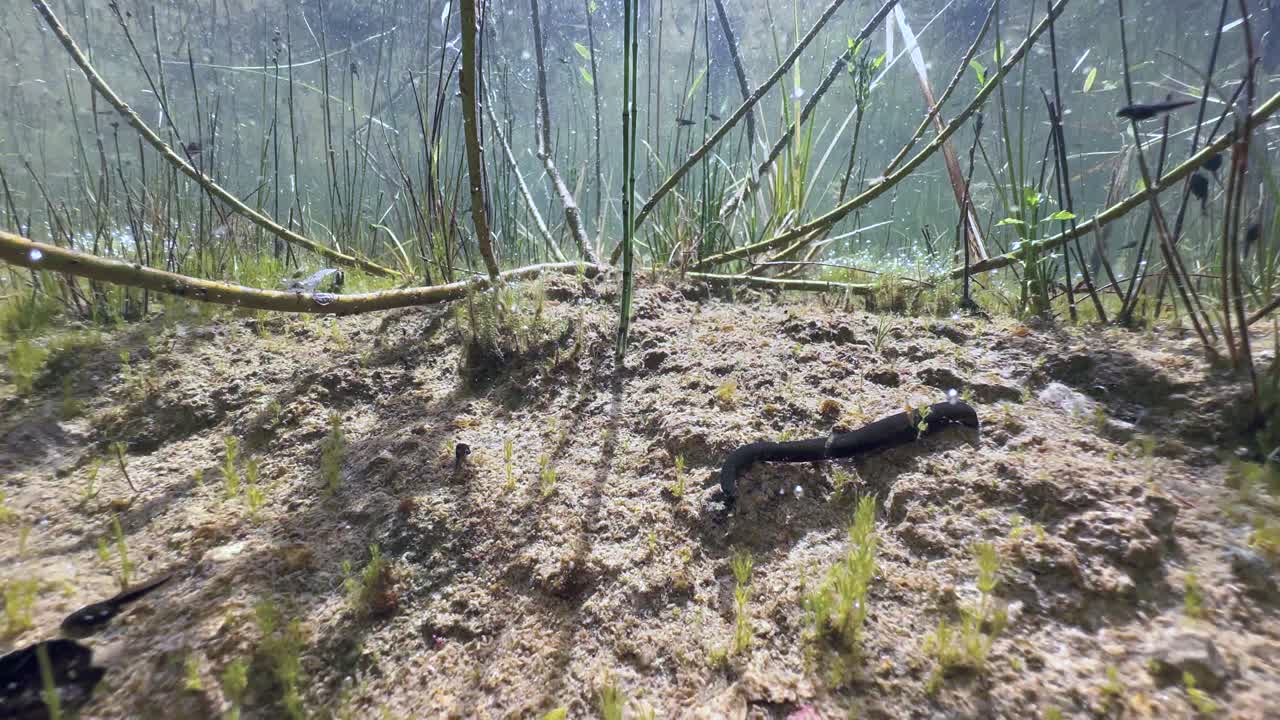 Horse leech (Haemopis sanguisuga) at the bottom of a shallow pond, Estonia.