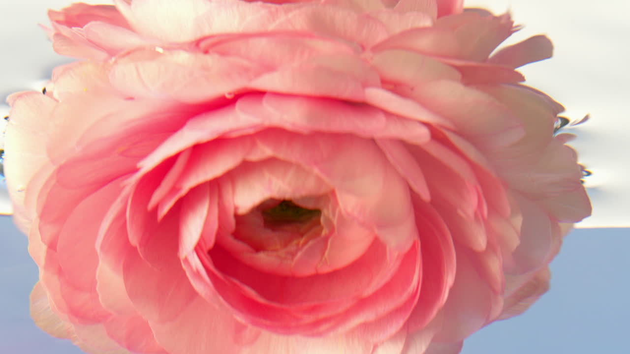 flor de ranúnculo rosa en el agua