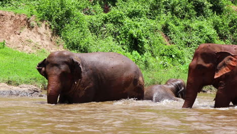 elephant walking slowly toward the others in the muddy river in slow motion
