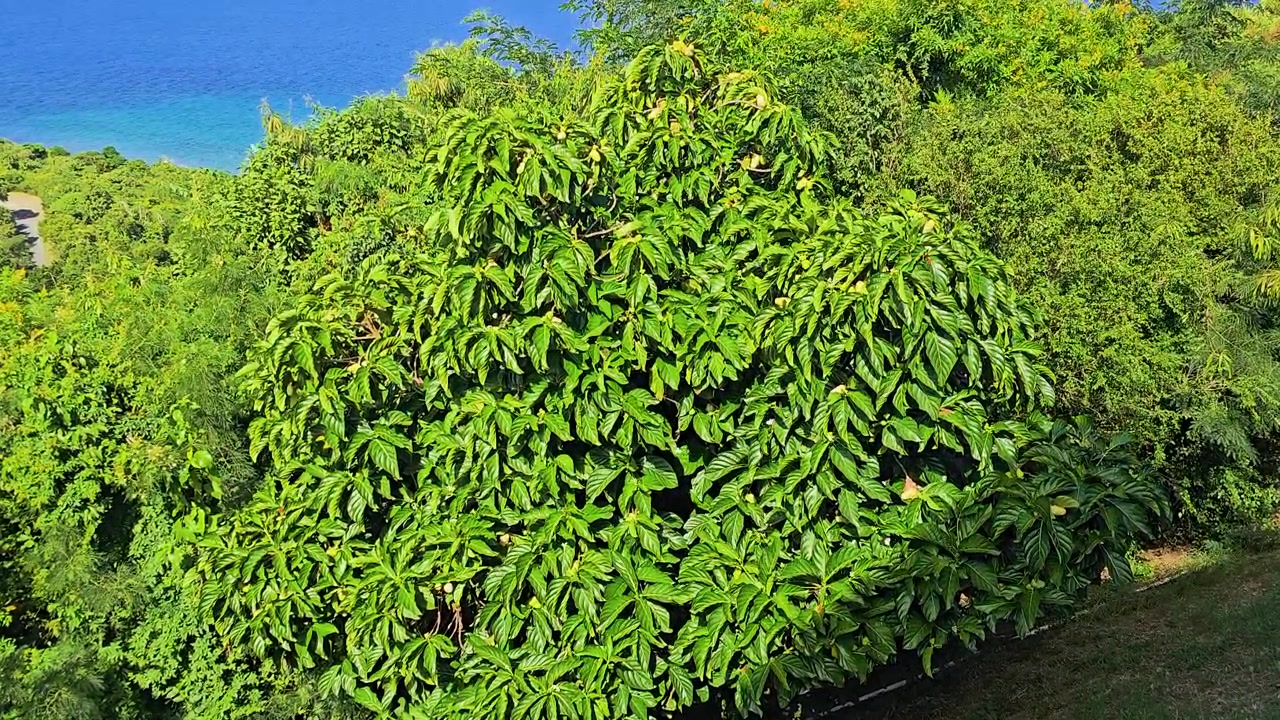 Ampia scena naturale costiera con farfalle che volteggiano sopra fitti cespugli tropicali, foglie lucide, acqua blu dell'oceano, vegetazione collinare e luce solare calda in un vivace giardino insulare