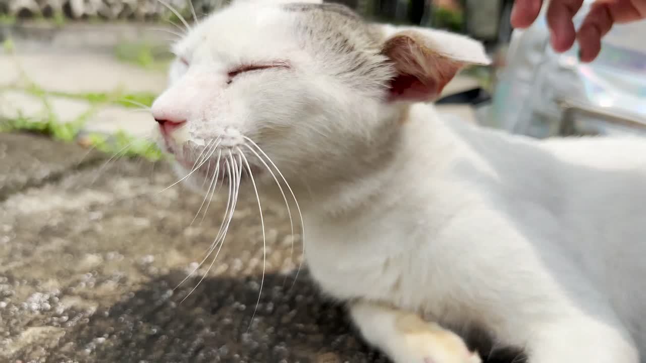 물이 흘리는 코 물로 병든 재채기 길거리 고양이