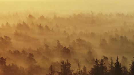 misty forest sunrise