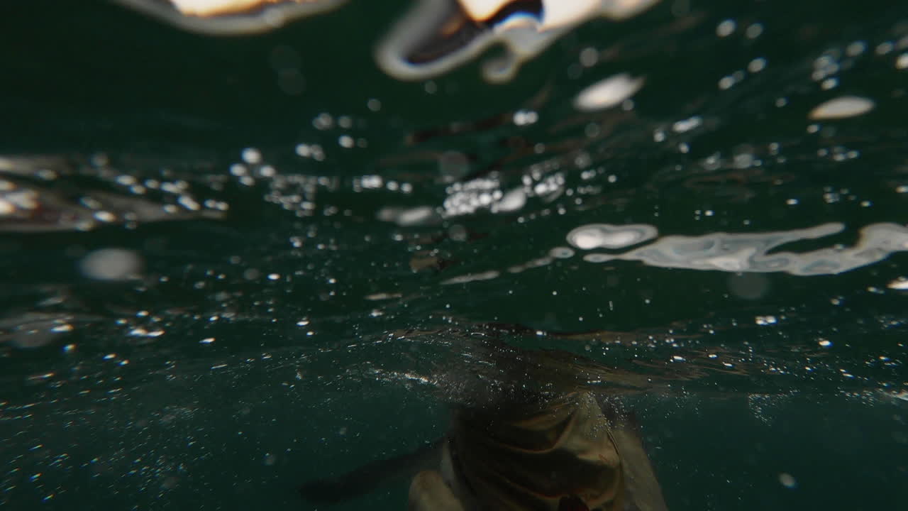 perro saltando al agua para buscar un palo