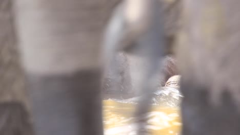 Cute-baby-elephant-plays-at-water's-edge-as-adult-elephants-walk-past